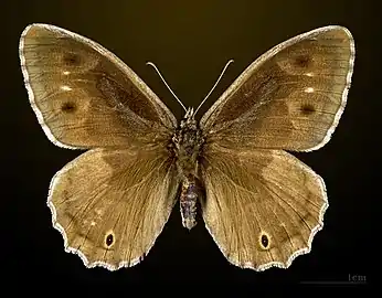 ♂