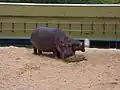 Flusspferde (Hippopotamus amphibius)