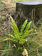 Hirschzungenfarn (Asplenium scolopendrium)