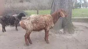 Hissarschaf