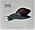 Megalobulimus ovatus in Histoire naturelle generale et particuliere des mollusques terrestres et fluviatiles