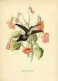 Braunbauch-Schattenkolibri (Phaethornis bourcieri) gemalt von Paul Eugène Mesples (1849–1924)