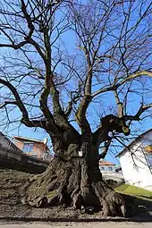 Habitus der rund 700 Jahre alten Sommerlinde in Hochneukirchen