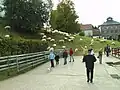 Innenbereich mit weidender Schafherde