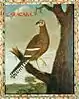 Caracara