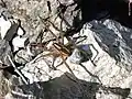 Weibchen mit Eikokon