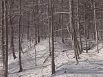 Halde Hohe-Warte-Rösche