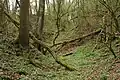 im Inneren der Löss-Schlucht (2021)