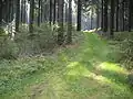 Gipfelregion der Homert