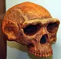 Überaugenwulst bei Homo erectus
