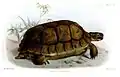 Sporn-Flachschildkröteaus Proceedings of the Zoological Society of London, 1888