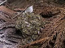 Bienen der A. cerana bilden eine Kugel um angreifende Hornissen und töten sie durch kurzzeitiges Aufheizen auf über 45 °C
