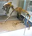 Hoplophoneusprimaevus