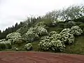 Hortensien bestimmen das Landschaftsbild an Straßen und Wegen