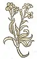 Hortus sanitatis 1491