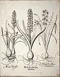 Traubenhyazinthen (Hortus Eystettensis, 1640)