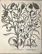 Zwei Amarantarten (Amaranthus), Hortus Eystettensis, 1640