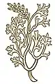 Hortus sanitatis 1491