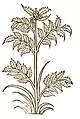 Hortus sanitatis 1491