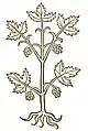 Hortus sanitatis 1491
