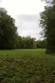 Eine der vielen Waldwiesen die vom Wild bearbeitet wurden