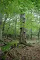 Baumbestand