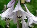 Hosta sieboldiana 'Picta', Blüten
