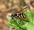 Wespenschwebfliege – Nachahmer der Wespe