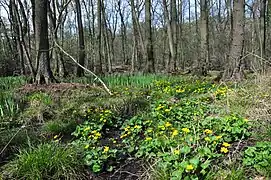 NSG am Hoxbach im Frühling  mit Sumpf-Dotterblumen u. Sumpf-Schwertlilien