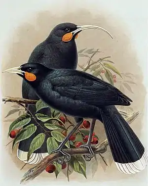 Huiaaus Walter Buller: A History of the Birds of New Zealand, 1888
