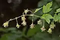 Weibliche Blüten des wilden Hopfens