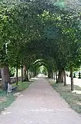 Laubengang 2010