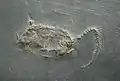 Hunsrück-Schiefer Fossil Homalozoa