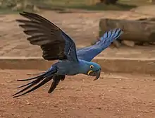 Hyazinthara im Flug