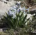 Hyazinthe (Wildform) bei Adana (Türkei)