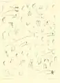 Hyalellopsis taczanowskii Figur 3