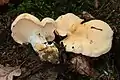 Semmel-StoppelpilzHydnum repandum
