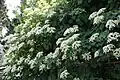Hydrangea petiolaris, typische Blütenstände