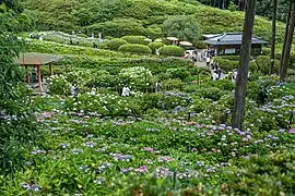 Hortensiengarten