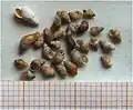 Gemeine Wattschnecke (Hydrobia ulvae)