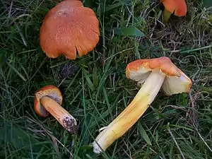 Feuerschuppiger Saftling Hygrocybe intermedia