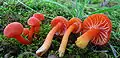 Mennigroter Saftling Hygrocybe miniata