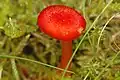 Sumpf- bzw. KnoblauchsaftlingHygrocybe helobia