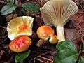 Lärchen-Schneckling (Hygrophorus speciosus)