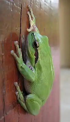 Mittelmeer-Laubfrosch