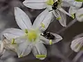 Radiärsymmetrische Blüte