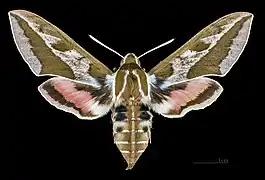 ♀
