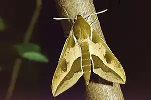 Wolfsmilchschwärmer(Hyles euphorbiae)