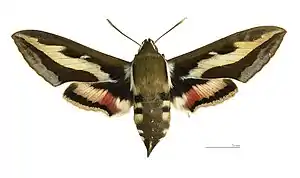 ♀