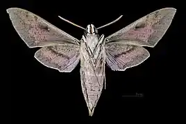 Hyles nicaea nicaea ♂   △